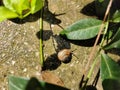 Big snail with a brown shell on the ground after rain in sunlight creeps to the plant to the leaves close-up. Royalty Free Stock Photo