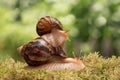 Big snail carries little snail on moss on the background of leaves