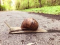 Big snail closeup on alphalt footpath in spring park