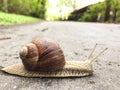 Big snail closeup on alphalt footpath in spring park