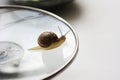 Big snail closeup. Animal world. Snail on a glass backgroundSummer background.