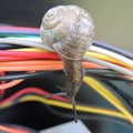 Big snail on the colored wires on a black background Royalty Free Stock Photo