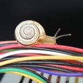 Big snail on the colored wires on a black background Royalty Free Stock Photo