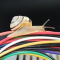 Big snail on the colored wires on a black background Royalty Free Stock Photo