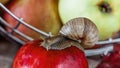 Big snail crawling on the autumn foliage to the apple in the garden Royalty Free Stock Photo