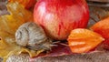 Big snail crawling on the autumn foliage to the apple in the garden Royalty Free Stock Photo