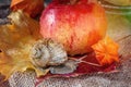 Big snail crawling on the autumn foliage to the apple in the garden Royalty Free Stock Photo