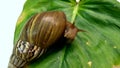 Big snail crawling on leaf