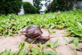 A big snail crawling on the rock in the green garden Royalty Free Stock Photo