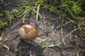 Big snail creeping on a ground