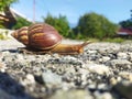 Bekicot. A big snail crossing a road. Royalty Free Stock Photo