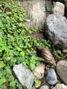 big snail in the garden Royalty Free Stock Photo