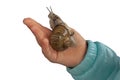 Big snail on girl hand. Close up isolated image on white background