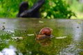 Big snail gliding on the wet floor in the summer garden. Large mollusk snails with light brown striped shell, crawling on moss. Royalty Free Stock Photo