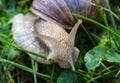 Big snail in the grass, macro photography, cochlea