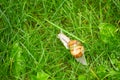 Big snail grass with raindrops