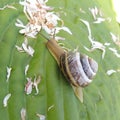 Big snail on green leaf Royalty Free Stock Photo