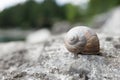 Big snail hides between stones