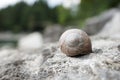 Big snail hides between stones Royalty Free Stock Photo