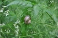 Big snail on the leaf Royalty Free Stock Photo