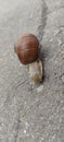 Big snail leaves the trail on the road