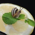 Big snail on lemon with green leaf Royalty Free Stock Photo