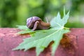 Big snail on a maple leaf close-up 1 Royalty Free Stock Photo