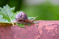 Big snail on a maple leaf close-up 5 Royalty Free Stock Photo