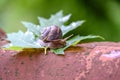 Big snail on a maple leaf close-up 4 Royalty Free Stock Photo