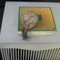 Big snail on a metal grid on a black background