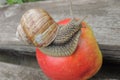 Big snail on a red apple in the garden close up Royalty Free Stock Photo