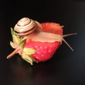 Big snail on red strawberries on a black background