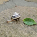 Big snail on a rock with green leaf Royalty Free Stock Photo