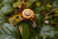 Big snail in shell crawling on grass or reed of corn, summer day in garden. Burgundy snail, edible snail or escargot, is Royalty Free Stock Photo