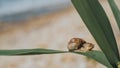 Big Snail In Shell Crawling On Grass Or Reed of Corn, Summer Day In Garden. Closeup Of A Snail On A Green Leaf. Wallpaper. High Royalty Free Stock Photo