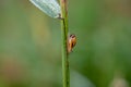 Big snail in shell crawling on grass or reed of corn, summer day in garden Royalty Free Stock Photo