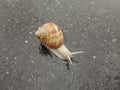 Big snail in shell crawling on road. Big escargot in shell crawls on wet road. Macro Snail view.