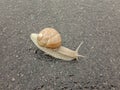 Big snail in shell crawling on road. Big escargot in shell crawls on wet road. Macro Snail view.