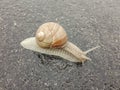 Big snail in shell crawling on road. Big escargot in shell crawls on wet road. Macro Snail view. Royalty Free Stock Photo