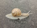 Big snail in shell crawling on road. Big escargot in shell crawls on wet road. Macro Snail view.