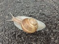 Big snail in shell crawling on road. Big escargot in shell crawls on wet road. Macro Snail view. Royalty Free Stock Photo