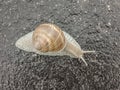 Big snail in shell crawling on road. Big escargot in shell crawls on wet road. Macro Snail view. Royalty Free Stock Photo