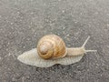 Big snail in shell crawling on road. Big escargot in shell crawls on wet road. Macro Snail view.