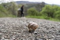 Big snail in shell crawling on road, summer day in garden, A common garden snail climbing on a stump, edible snail or escargot, is Royalty Free Stock Photo