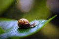 Big Snail in Shell Crawling on Road, Summer Day in Garden. Generative AI