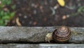 Big snail in shell crawling on road, summer day in garden Royalty Free Stock Photo