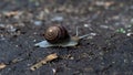 Big snail in shell crawling on road, summer day in garden Royalty Free Stock Photo