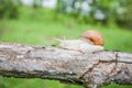 Big snail in shell crawling on the tree Royalty Free Stock Photo