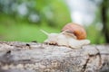 Big snail in shell crawling on the tree Royalty Free Stock Photo