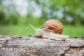 Big snail in shell crawling on the tree Royalty Free Stock Photo